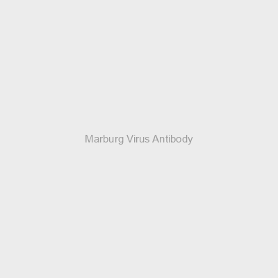 Marburg Virus Antibody